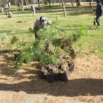 reforestacion chamizal 9
