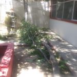 Reportan tres incendios y un árbol a punto de caer 7 servicios pc 7 3