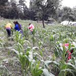 Capacitan Coepi e Icatech en producción agropecuaria a comunidades indígenas 1 3IMG 20200710 WA0011