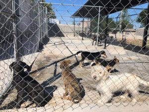Adopcion Canina3