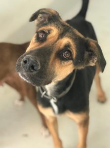 Agradece Dirección de Ecología buena respuesta ante adopción de mascotas 2