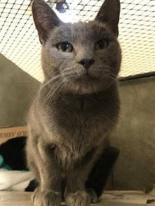 Agradece Dirección de Ecología buena respuesta ante adopción de mascotas 3