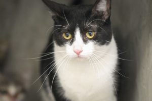 Agradece Dirección de Ecología buena respuesta ante adopción de mascotas 5