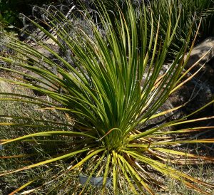 Dasylirion leiophyllum 1