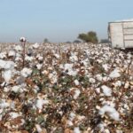 El Valle de Juárez, un oasis para desplazados de la guerra de 1847 3 Valle de Juarez Algodon