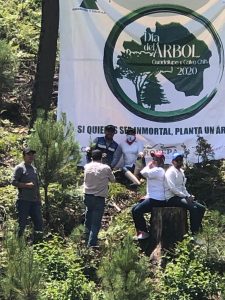 arboles reforestación