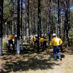 Disminuyen incendios forestales más de 50% en la entidad 3 incendios 4