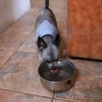 Exhorta Dirección de Ecología a extremar cuidados de mascotas ante intenso calor 4 mascotas 4