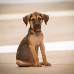 rammi adopcion mascotas 1