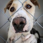 rammi adopcion mascotas 3