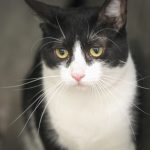 rammi adopcion mascotas 4