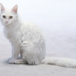 rammi adopcion mascotas 5