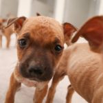 rammi adopcion mascotas 6