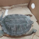 Resguarda RAMMi tortuga de especie protegida 3 tortuga 2