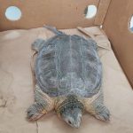 Resguarda RAMMi tortuga de especie protegida 2 tortuga 3