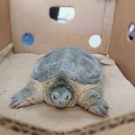 Resguarda RAMMi tortuga de especie protegida 4 tortuga 4