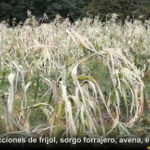 Pide Chihuahua a Federación solidaridad ante sequía extrema 3 2 21