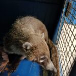 Coati 3