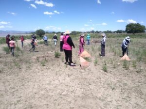 Empleados temporales en Cuauhtémoc han recolectado 200 toneladas de basura 2 EMPLEOS TEM 1