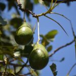 Gorogachi Sembrando Vida 20