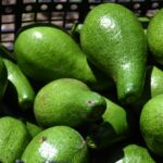 Gorogachi Sembrando Vida 23