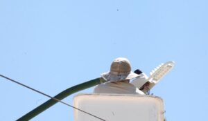 Continúa sustitución e instalación de luminarias en el suroriente con Programa Juárez Iluminado 3 Iluminado Juarez 4