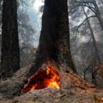 Incendio en Big Basin Redwoods de California