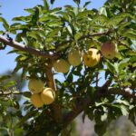 Incorpora Gobierno de México 10 mil nuevos campesinos al Programa Producción para el Bienestar 5 Madera Loera 7