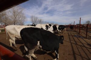 Rastro Vacas 3