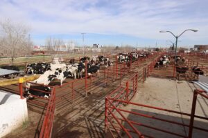 Rastro Vacas 4