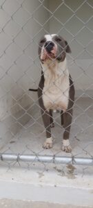 Resguarda Dirección de Ecología animales de distintas especies 1 Resguarda Dirección de Ecología animales de distintas especies 1