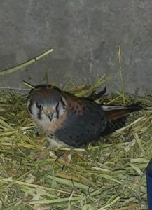 Resguarda Dirección de Ecología animales de distintas especies 3 Resguarda Dirección de Ecología animales de distintas especies 2