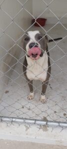 Resguarda Dirección de Ecología animales de distintas especies 4 Resguarda Dirección de Ecología animales de distintas especies 3