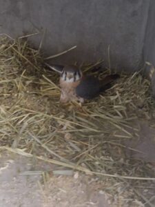 Resguarda Dirección de Ecología animales de distintas especies 2 Resguarda Dirección de Ecología animales de distintas especies 4