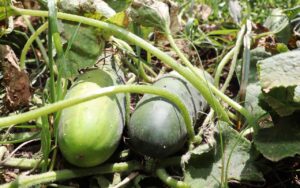 Obtienen primeras cosechas huertos familiares impulsados por gobierno municipal de Cuauhtémoc 4 WhatsApp Image 2020 08 15 at 13.27.12 1