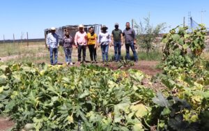 Obtienen primeras cosechas huertos familiares impulsados por gobierno municipal de Cuauhtémoc 3 WhatsApp Image 2020 08 15 at 13.27.12 2