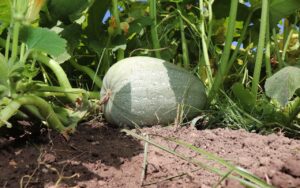 Obtienen primeras cosechas huertos familiares impulsados por gobierno municipal de Cuauhtémoc 2 WhatsApp Image 2020 08 15 at 13.27.12