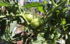 Obtienen primeras cosechas huertos familiares impulsados por gobierno municipal de Cuauhtémoc 1 WhatsApp Image 2020 08 15 at 13.27.13 1