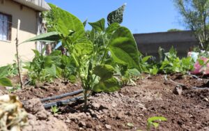 Obtienen primeras cosechas huertos familiares impulsados por gobierno municipal de Cuauhtémoc 7 WhatsApp Image 2020 08 15 at 13.27.14