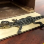 youtu.be 2GJRYy4H3p8 11