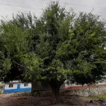 Lleva Gobierno del Estado comunicación digital con REDvolución a Basihuare 3 Basihuare 6