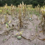 Sequía ocasiona daños catastróficos de agricultura en Chihuahua 4 IMG 1004