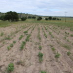 Sequía ocasiona daños catastróficos de agricultura en Chihuahua 3 IMG 1023