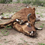 Sequía ocasiona daños catastróficos de agricultura en Chihuahua 5 IMG 1116