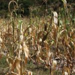 maiz criollo siniestrado 1