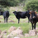 Apoyan con toneladas de maíz molido a productores ganaderos 2 APOYO A GANADEROS DESARROLLO RURAL 1