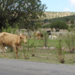 Apoyan con toneladas de maíz molido a productores ganaderos 5 APOYO A GANADEROS DESARROLLO RURAL 2