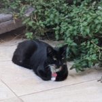 lecturas por el Dia de los Animales