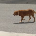 lecturas por el Dia de los Animales2