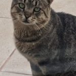 lecturas por el Dia de los Animales3